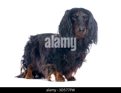 Dachshund longhaired in piedi e in posa su uno sfondo bianco Foto Stock