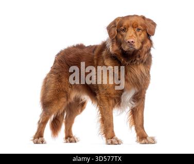 Ripresa in studio di una bellissima nova adulta di anatra scotia che tolling retriever su sfondo bianco Foto Stock