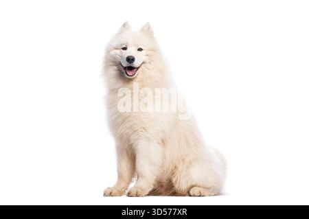 Adorabile cane samoidato seduto e seduto, isolato su uno sfondo bianco, che mostra la sua morbida pelliccia bianca e l'espressione amichevole Foto Stock