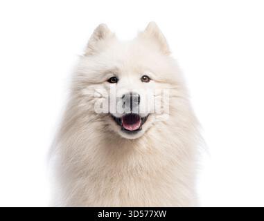 Primo piano di un cane samoidato sorridente, isolato su uno sfondo bianco Foto Stock