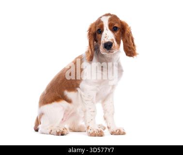 Foto in studio di un simpatico cucciolo di spaniel gallese steso obbedientemente su uno sfondo bianco Foto Stock