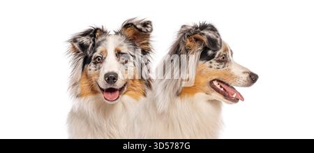 Cane pastore australiano visto dalla parte anteriore e di profilo, mostrando morfologia canina su sfondo bianco Foto Stock