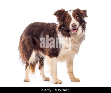 Collie di cioccolato e bordo bianco in piedi e a panting, isolate sul bianco Foto Stock