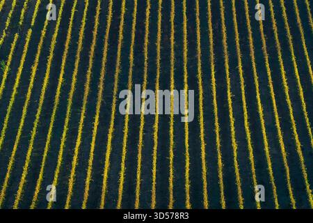 Vista dei filari di vigneti a Montepulciano, Toscana. Il motivo del terreno scuro e del fogliame autunnale giallo-oro crea uno sfondo astratto Foto Stock