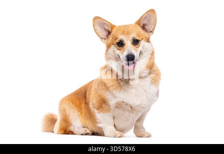 Foto in studio dell'adorabile corgi gallese pembroke seduto su sfondo bianco Foto Stock