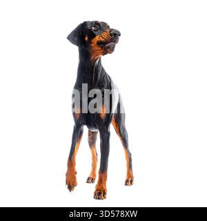Bellissimo pinscher doberman in piedi e guardando in alto isolato su sfondo bianco Foto Stock