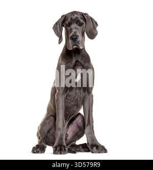 Ripresa in studio di un grande cucciolo di danese seduto e che guarda la fotocamera su uno sfondo bianco Foto Stock