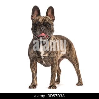 Bulldog francese strisciante in piedi con la bocca aperta e la lingua fuori, pantando su sfondo bianco Foto Stock