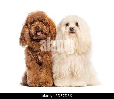 Adorabile barboncino marrone e bianco maltese seduti fianco a fianco, isolati sul bianco Foto Stock
