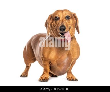 Dachshund marrone con colletto rosso che pantano e sporgono la lingua, isolato su sfondo bianco Foto Stock