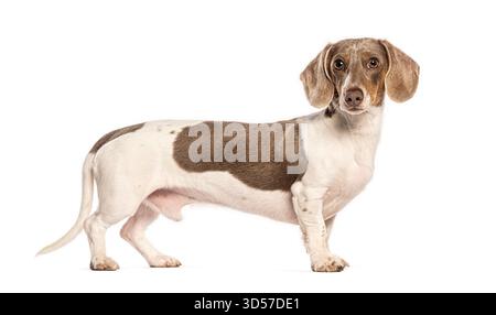 Dachshund piebald in piedi e guardando, isolato su sfondo bianco Foto Stock