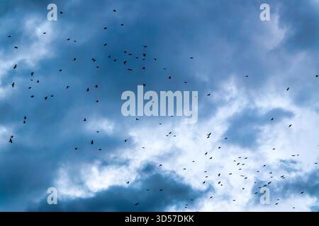 Un grande gregge di Starlings comuni (Sturnus vulgaris) che esegue una murazione sotto un cielo sereno nuvoloso Foto Stock