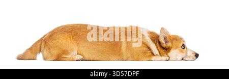 Vista laterale dell'adorabile corgi gallese pembroke sdraiato su sfondo bianco e rivolto lontano Foto Stock