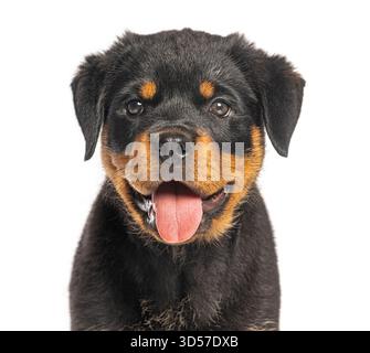 Primo piano di adorabili cuccioli rottweiler che piangono su uno sfondo bianco, mostrando la sua natura giocosa Foto Stock