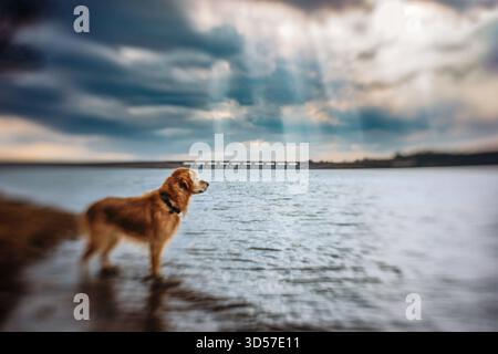 Cane in piedi nel lago con Sun Rays sullo sfondo Foto Stock