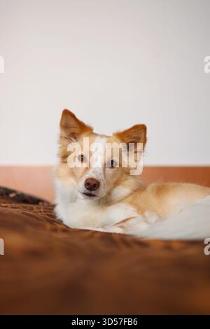 Dolce cucciolo dorme a letto. è così carina Foto Stock