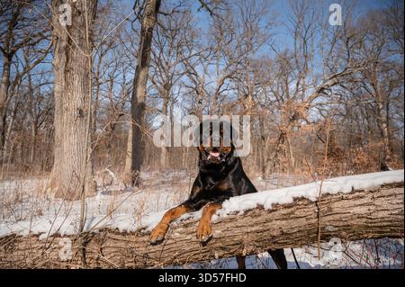 Il cane Rotti atletico si arrampica sull'albero caduto durante una fredda escursione invernale Foto Stock