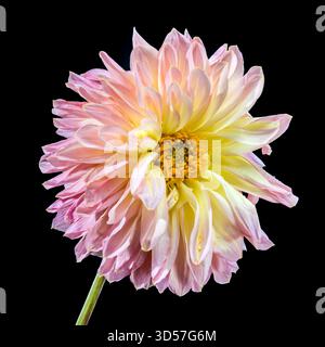 Incredibile fiore di Dahlia rosa e giallo su sfondo nero scuro Foto Stock