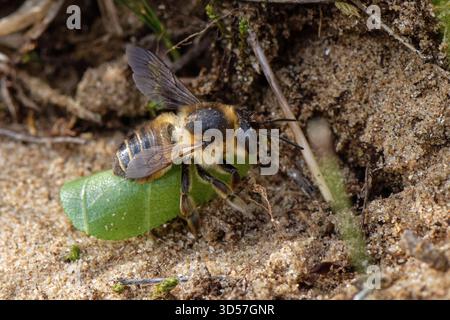 Ape costiere taglialegna (Megachile maritima) atterrando con un cerchio di foglie tagliate per delimitare una cella nidificata nella sua tana nelle dune di sabbia costiere, Kenfig NNR, Galles, Regno Unito Foto Stock