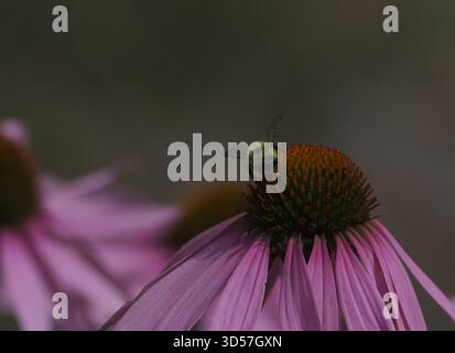 Una sola ape su un coneflower rosa Foto Stock