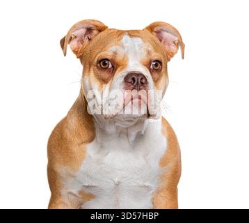 bullo americano che posa per un ritratto in studio su uno sfondo bianco Foto Stock