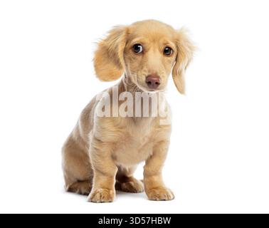 Ripresa in studio di un simpatico cucciolo di dachshund seduto e inclinato in avanti su uno sfondo bianco Foto Stock