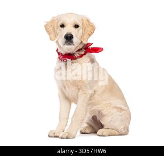 Foto in studio di un adorabile cucciolo Golden retriever di cinque mesi che indossa bandana rossa Foto Stock