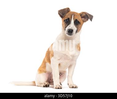 Affascinante cucciolo di razza mista seduto obbedientemente, il suo sguardo accattivante cattura l'attenzione su uno sfondo bianco pulito Foto Stock