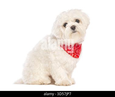 Grazioso cane maltese bianco che indossa una bandana rossa, isolato su sfondo bianco Foto Stock