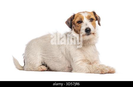jack russell terrier sdraiato e in attesa di guardare avanti su sfondo bianco Foto Stock