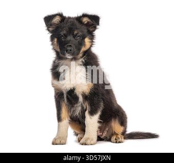 Adorabile cucciolo di pastore australiano seduto e in posa per la macchina fotografica, isolato su uno sfondo bianco Foto Stock