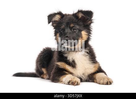 cucciolo di pastore bohémien australiano disteso e che guarda lontano isolato su sfondo bianco Foto Stock