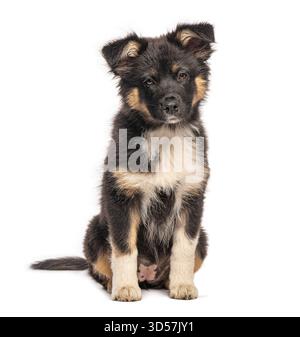Simpatico cucciolo di pastore australiano seduto e in posa su uno sfondo bianco senza cuciture Foto Stock