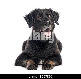 Scatto in studio di un cane crossbreed nero sdraiato e pantato, isolato sul bianco Foto Stock