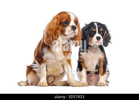 Il re Cavalier charles spaniels seduto e guardando lontano su sfondo bianco Foto Stock
