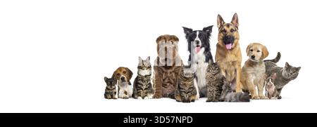 Gatti e cani di varie razze che si posano insieme su uno sfondo bianco Foto Stock