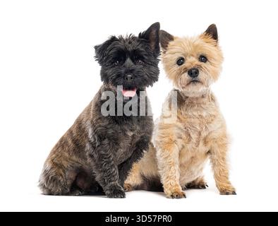 Ripresa in studio di due cani cairn terrier seduti insieme su uno sfondo bianco Foto Stock