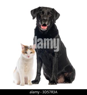 Black labrador retriever dog seduto accanto a un gatto calico su sfondo bianco, girato in studio Foto Stock