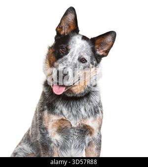 Felice cane bovino australiano che inclina la testa e panting, isolato su bianco Foto Stock