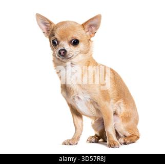 Piccolo cane chihuahua marrone e bianco seduto e guardando lontano dalla macchina fotografica, isolato su sfondo bianco Foto Stock