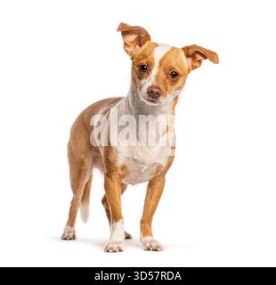 Cane di razza mista marrone e bianco in piedi e sembra curioso su uno sfondo bianco Foto Stock