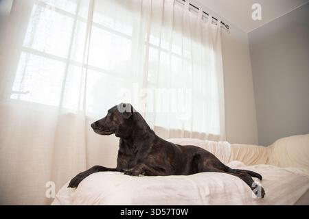 Cane di razza mista Brindle labrador disteso su un divano coperto da un lenzuolo da una finestra Foto Stock
