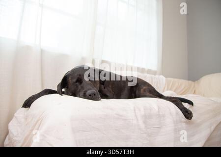 Cane di razza mista Brindle labrador che dorme su un divano coperto da un lenzuolo da una finestra Foto Stock