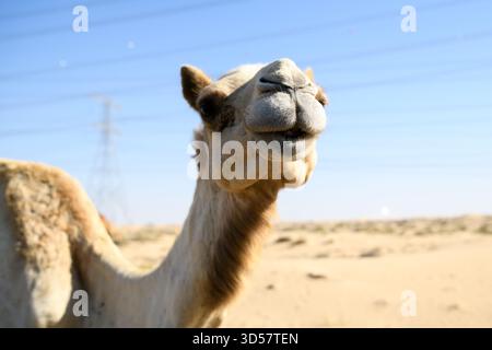 Primo piano di un cammello in un paesaggio desertico con piloni elettrici sullo sfondo, Dubai, Emirati Arabi Uniti Foto Stock