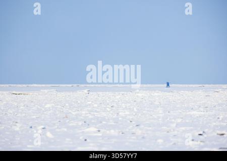 Un vasto paesaggio marino ghiacciato si estende sotto un cielo blu calmo mentre due figure distanti camminano sulla neve. La scena minimalista trasmette solitudine, winte Foto Stock