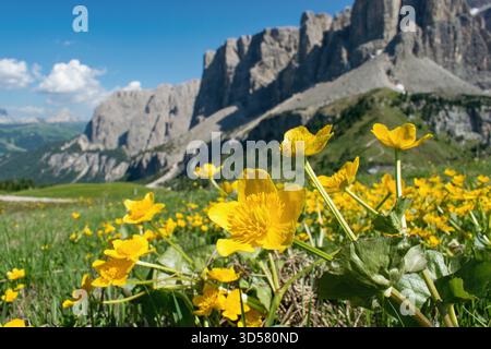 Fiorenti pendii di montagna primaverili. Globeflowers (Trollius Europaeus) Dolomiti, Italia. Foto Stock