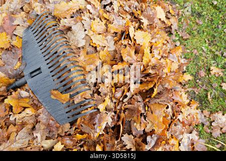 Un rastrello in plastica nera poggia su foglie di quercia cadute bagnate e erba verde vivace questa vista ad angolo basso simboleggia la pulizia autunnale, la manutenzione e il lavoro stagionale Foto Stock