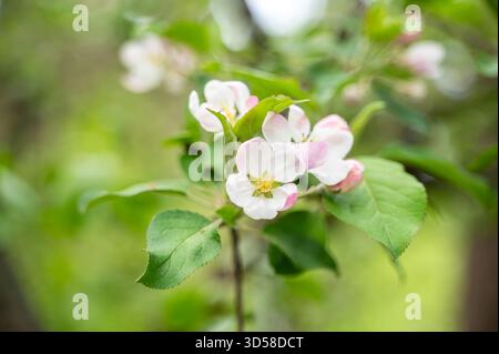 I teneri fiori di melo fioriscono sui rami in una luce di primavera soffusa, mostrando petali pallidi e boccioli freschi Foto Stock