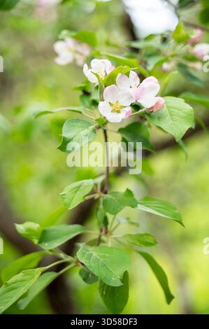 I teneri fiori di melo fioriscono sui rami in una luce di primavera soffusa, mostrando petali pallidi e boccioli freschi Foto Stock