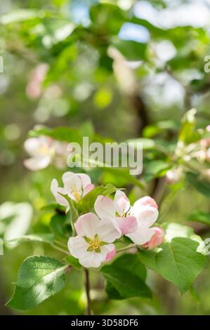 I teneri fiori di melo fioriscono sui rami in una luce di primavera soffusa, mostrando petali pallidi e boccioli freschi Foto Stock